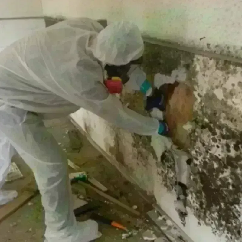 Mold Remediation and Removal in Williamsport, IN